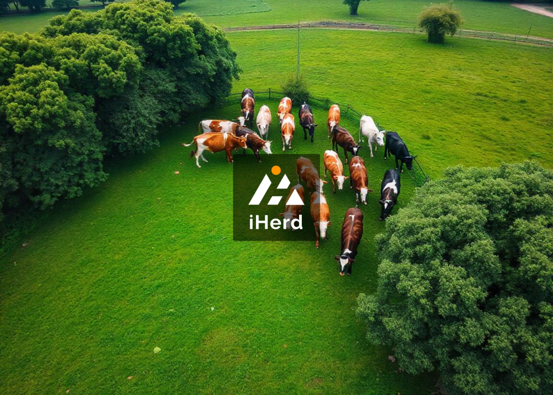 iHerd